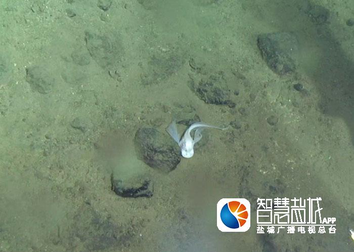 蛟龙深潜日记:从平面探险到立体科考 蛟龙号载人潜水器30日将继续在世界最深处的马里亚纳海沟下潜,这将是中国大洋38航次第三航段的第4次下潜,最大设计潜深6700米,搭载科学家海底观察,采集样品,探究世界最深处的生命演化和生物对极端环境的适应机制。