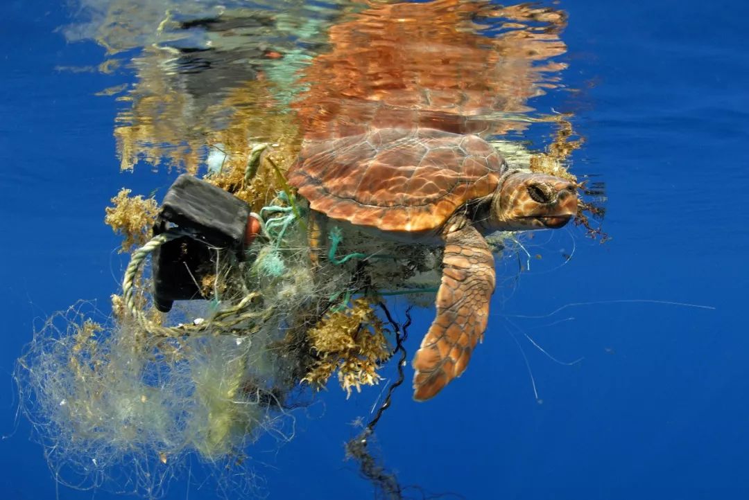 这让海洋里的动物们深受其害,目前,有五种海洋生物受塑料垃圾污染影响
