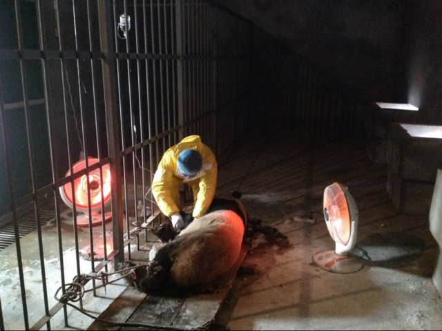 4只大熊猫先后死亡.目前,该中心没有新的大熊猫感染病例. 高清图片