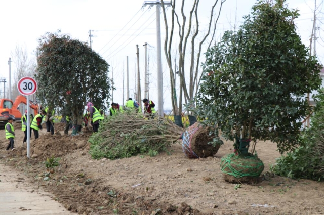 在阜宁县g343路口,宋勇实地查看了道路两侧绿化带铺设工程进展情况.