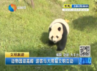 動物園迎高峰  游客與大熊貓文明互動